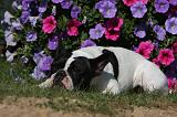 BOULEDOGUE FRANCAIS 843